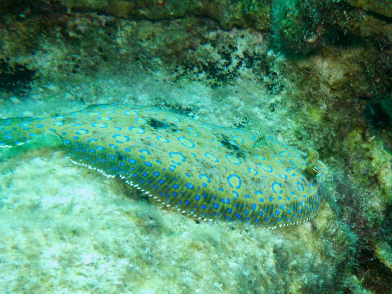 Peacock Flounder IMG_6055.jpg